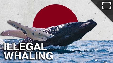 when was whale hunting banned